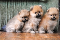 шпиц немецкий,померанский.Доставка по Украине - <ro>Изображение</ro><ru>Изображение</ru> #4, <ru>Объявление</ru> #387706