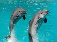 Туры выходного дня - <ro>Изображение</ro><ru>Изображение</ru> #3, <ru>Объявление</ru> #377026