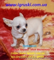 Щенки Чихуахуа шоу-класса - <ro>Изображение</ro><ru>Изображение</ru> #1, <ru>Объявление</ru> #380015