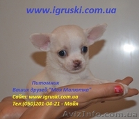 Щенки Чихуахуа шоу-класса - <ro>Изображение</ro><ru>Изображение</ru> #2, <ru>Объявление</ru> #380015