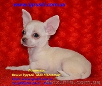 Щенки Чихуахуа шоу-класса - <ro>Изображение</ro><ru>Изображение</ru> #5, <ru>Объявление</ru> #380015