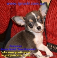 Щенки Чихуахуа шоу-класса - <ro>Изображение</ro><ru>Изображение</ru> #7, <ru>Объявление</ru> #380015