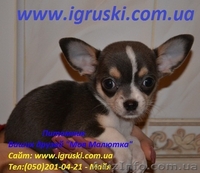 Щенки Чихуахуа шоу-класса - <ro>Изображение</ro><ru>Изображение</ru> #8, <ru>Объявление</ru> #380015