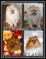 шпиц немецкий,померанский.Доставка по Украине - <ro>Изображение</ro><ru>Изображение</ru> #1, <ru>Объявление</ru> #387706