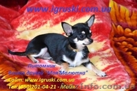 Щенки Чихуахуа шоу-класса - <ro>Изображение</ro><ru>Изображение</ru> #9, <ru>Объявление</ru> #380015