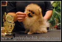 шпиц немецкий,померанский.Доставка по Украине - <ro>Изображение</ro><ru>Изображение</ru> #6, <ru>Объявление</ru> #387706