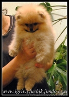 шпиц немецкий,померанский.Доставка по Украине - <ro>Изображение</ro><ru>Изображение</ru> #5, <ru>Объявление</ru> #387706