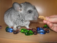 Шиншиллы разноцветные - <ro>Изображение</ro><ru>Изображение</ru> #1, <ru>Объявление</ru> #409159