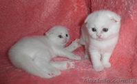 котята скоттиш фолд - <ro>Изображение</ro><ru>Изображение</ru> #3, <ru>Объявление</ru> #400207