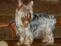 *йоркширский терьер продам* - <ro>Изображение</ro><ru>Изображение</ru> #1, <ru>Объявление</ru> #453422