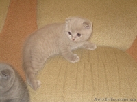 Британские короткошерстные милашки - <ro>Изображение</ro><ru>Изображение</ru> #2, <ru>Объявление</ru> #474125