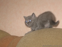 Британские короткошерстные милашки - <ro>Изображение</ro><ru>Изображение</ru> #5, <ru>Объявление</ru> #474125