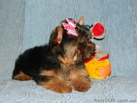 *йоркширский терьер продам* - <ro>Изображение</ro><ru>Изображение</ru> #3, <ru>Объявление</ru> #453422