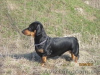 Щенок таксы продам - <ro>Изображение</ro><ru>Изображение</ru> #2, <ru>Объявление</ru> #465454