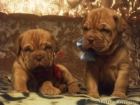 Продажа щенков бордоского дога! - <ro>Изображение</ro><ru>Изображение</ru> #1, <ru>Объявление</ru> #478749