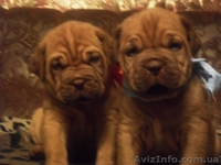 Продажа щенков бордоского дога! - <ro>Изображение</ro><ru>Изображение</ru> #4, <ru>Объявление</ru> #478749
