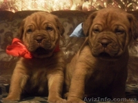 Продажа щенков бордоского дога! - <ro>Изображение</ro><ru>Изображение</ru> #5, <ru>Объявление</ru> #478749