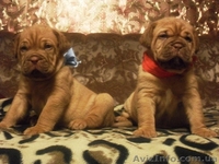 Продажа щенков бордоского дога! - <ro>Изображение</ro><ru>Изображение</ru> #6, <ru>Объявление</ru> #478749