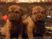 Продажа щенков бордоского дога! - <ro>Изображение</ro><ru>Изображение</ru> #8, <ru>Объявление</ru> #478749