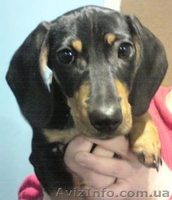 Щенок таксы продам - <ro>Изображение</ro><ru>Изображение</ru> #1, <ru>Объявление</ru> #465454