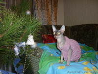 Продажа котят донского сфинкса - <ro>Изображение</ro><ru>Изображение</ru> #5, <ru>Объявление</ru> #493608