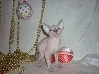 Продажа котят донского сфинкса - <ro>Изображение</ro><ru>Изображение</ru> #2, <ru>Объявление</ru> #493608