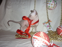 Продажа котят донского сфинкса - <ro>Изображение</ro><ru>Изображение</ru> #3, <ru>Объявление</ru> #493608