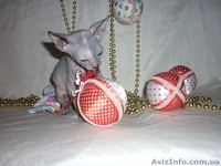 Продажа котят донского сфинкса - <ro>Изображение</ro><ru>Изображение</ru> #4, <ru>Объявление</ru> #493608