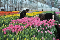  ТЮЛЬПАНЫ К 8 МАРТА - <ro>Изображение</ro><ru>Изображение</ru> #2, <ru>Объявление</ru> #4571