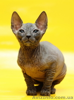 Котята донского сфинкса из питомника - <ro>Изображение</ro><ru>Изображение</ru> #4, <ru>Объявление</ru> #537621