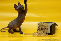 Котята донского сфинкса из питомника - <ro>Изображение</ro><ru>Изображение</ru> #2, <ru>Объявление</ru> #537621