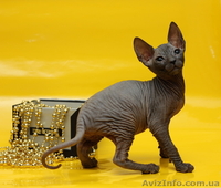 Котята донского сфинкса из питомника - <ro>Изображение</ro><ru>Изображение</ru> #3, <ru>Объявление</ru> #537621