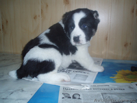 щенков азиата(алабая) - <ro>Изображение</ro><ru>Изображение</ru> #3, <ru>Объявление</ru> #550266