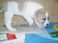 щенков азиата(алабая) - <ro>Изображение</ro><ru>Изображение</ru> #1, <ru>Объявление</ru> #550266