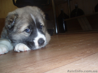 щенков азиата(алабая) - <ro>Изображение</ro><ru>Изображение</ru> #2, <ru>Объявление</ru> #550266