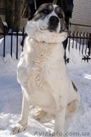 Азиатская овчарка - <ro>Изображение</ro><ru>Изображение</ru> #1, <ru>Объявление</ru> #552056