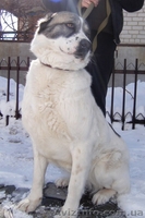 Азиатская овчарка - <ro>Изображение</ro><ru>Изображение</ru> #2, <ru>Объявление</ru> #552056