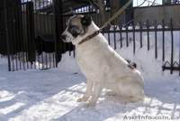 Азиатская овчарка - <ro>Изображение</ro><ru>Изображение</ru> #3, <ru>Объявление</ru> #552056