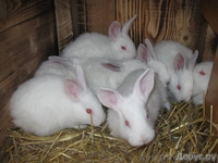 кролики мясных и элитно-меховых пород - <ro>Изображение</ro><ru>Изображение</ru> #1, <ru>Объявление</ru> #594674
