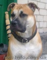 Чистокровные щенки американского пит-бультерьера   - <ro>Изображение</ro><ru>Изображение</ru> #2, <ru>Объявление</ru> #589260
