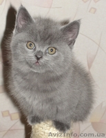британская голубая кошечка - <ro>Изображение</ro><ru>Изображение</ru> #3, <ru>Объявление</ru> #571144