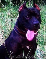 Чистокровные щенки американского пит-бультерьера   - <ro>Изображение</ro><ru>Изображение</ru> #1, <ru>Объявление</ru> #589260