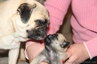 продам породистых щенков мопса - <ro>Изображение</ro><ru>Изображение</ru> #2, <ru>Объявление</ru> #561629