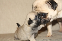 продам породистых щенков мопса - <ro>Изображение</ro><ru>Изображение</ru> #3, <ru>Объявление</ru> #561629