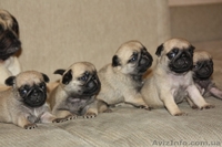 продам породистых щенков мопса - <ro>Изображение</ro><ru>Изображение</ru> #4, <ru>Объявление</ru> #561629
