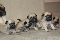 продам породистых щенков мопса - <ro>Изображение</ro><ru>Изображение</ru> #5, <ru>Объявление</ru> #561629