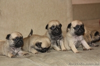 продам породистых щенков мопса - <ro>Изображение</ro><ru>Изображение</ru> #6, <ru>Объявление</ru> #561629