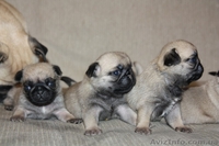 продам породистых щенков мопса - <ro>Изображение</ro><ru>Изображение</ru> #7, <ru>Объявление</ru> #561629