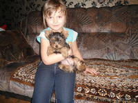 ЙОКШИРСКИЙ ТЕРЬЕР - <ro>Изображение</ro><ru>Изображение</ru> #2, <ru>Объявление</ru> #606880