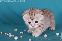 Шотландская вислоухая кошечка - <ro>Изображение</ro><ru>Изображение</ru> #2, <ru>Объявление</ru> #618384